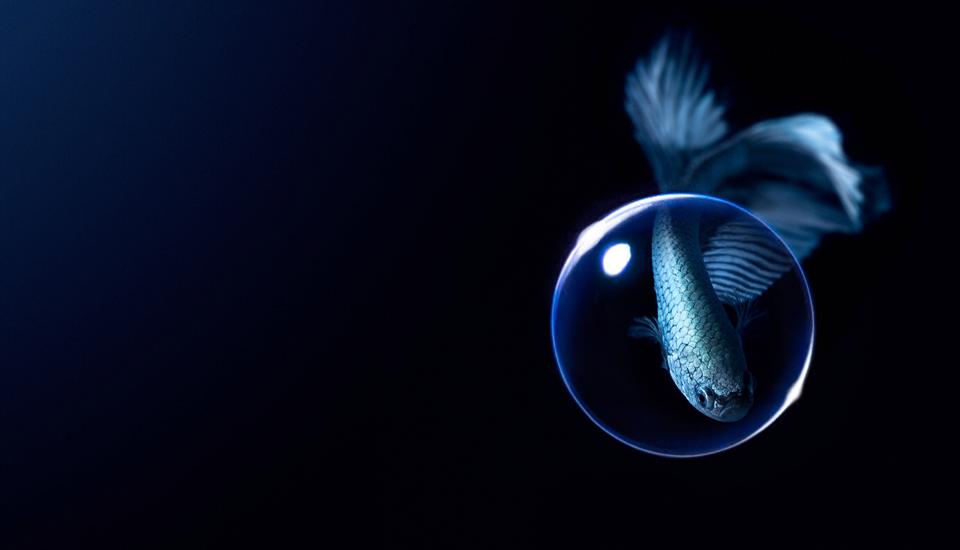 魚　熱帯魚　撮影　コンタクト　水　水槽　ベタ